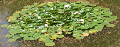 water lilies